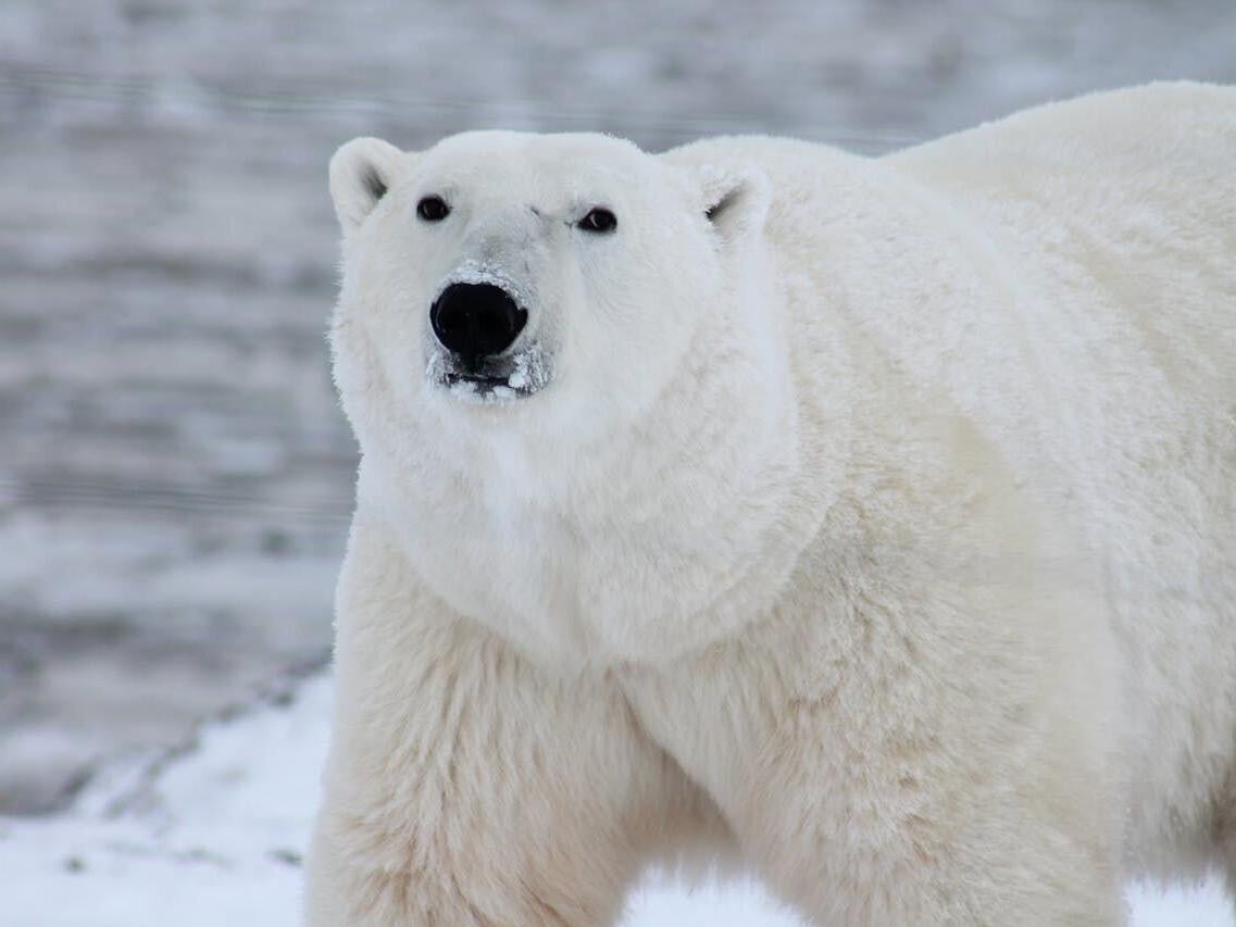 How polar bears provide food for other Arctic species